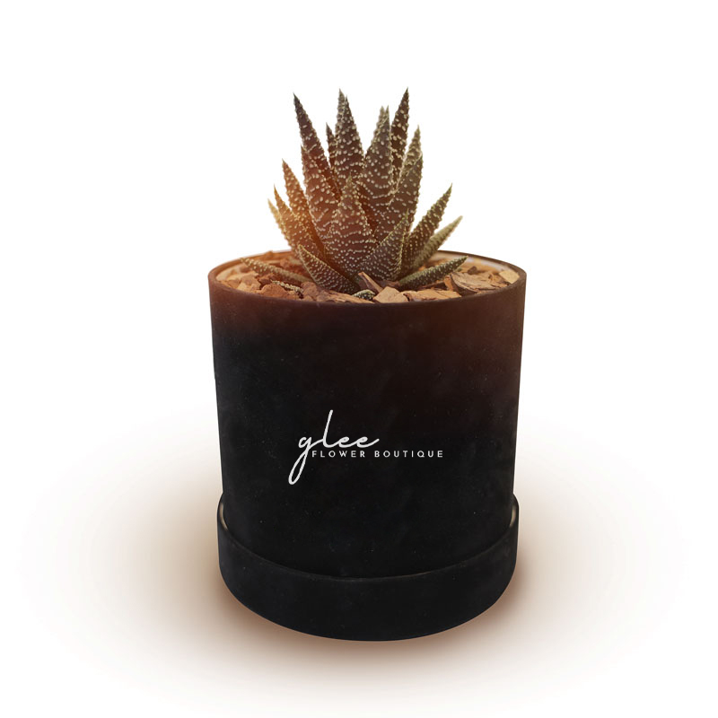 Succulent plant