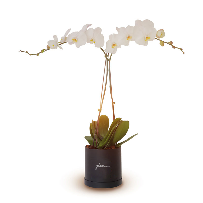 Phalaenopsis white orchids plant