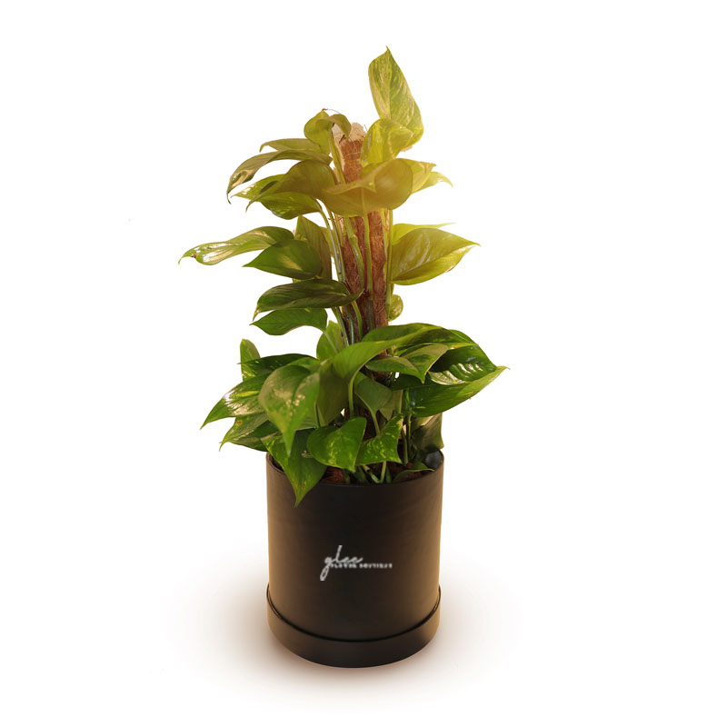 Money Plant
