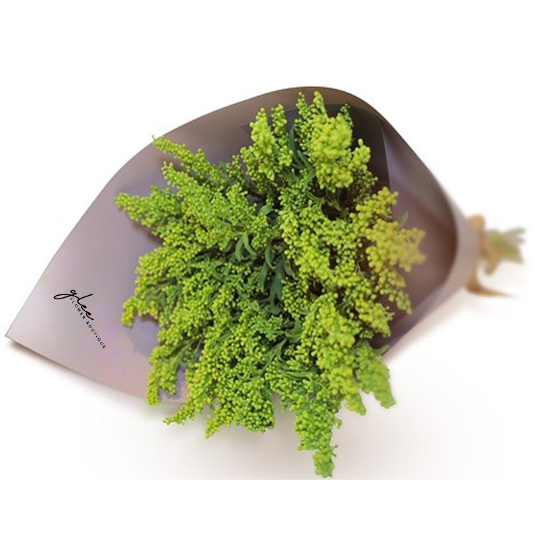 Solidago